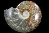 Wide, Polished Ammonite Fossil (Cleoniceras) - Madagascar #76103-1